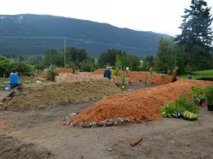 Getting ready to lay out the perennials in their final spots.