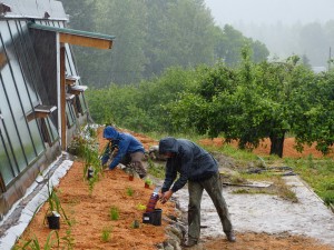 Planting the herbs along the south face of the earthship.